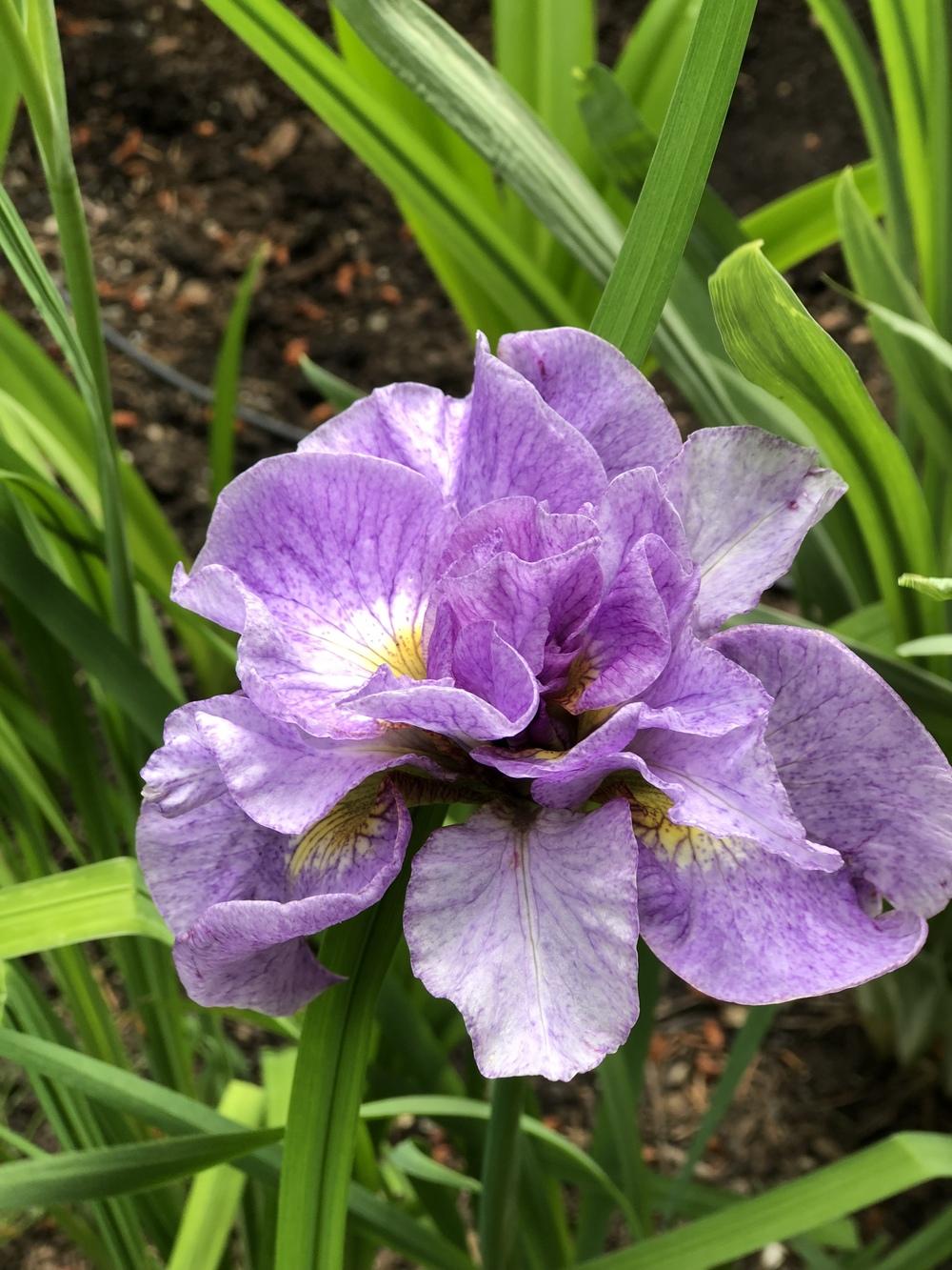 Iris sibirica 'Pink Parfait'